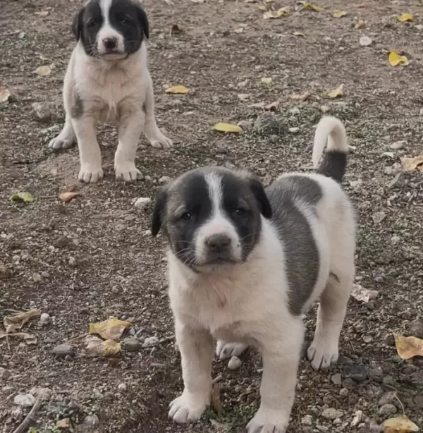 Çapar Severlere Gelsin A Kalite Alac Yavrularımız