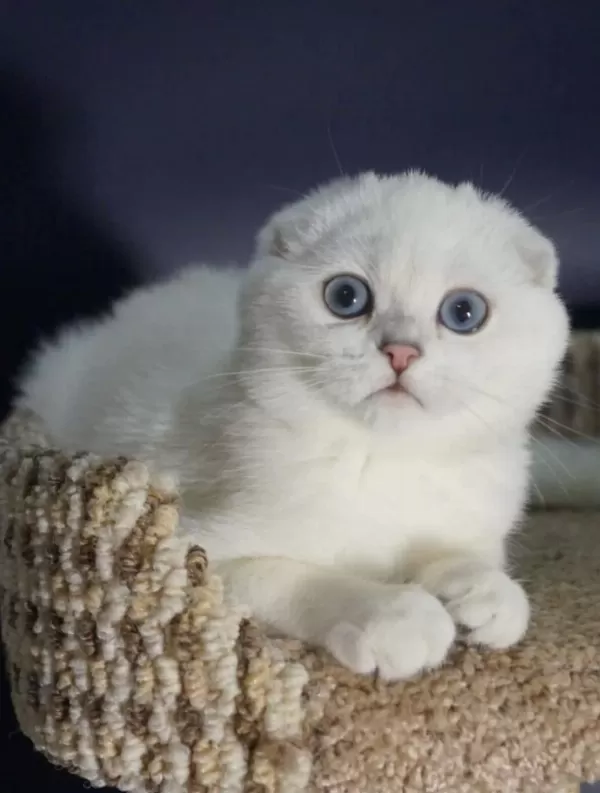 Scottish Fold Yavrularımız Canlı Görerek Alabilirsiniz
