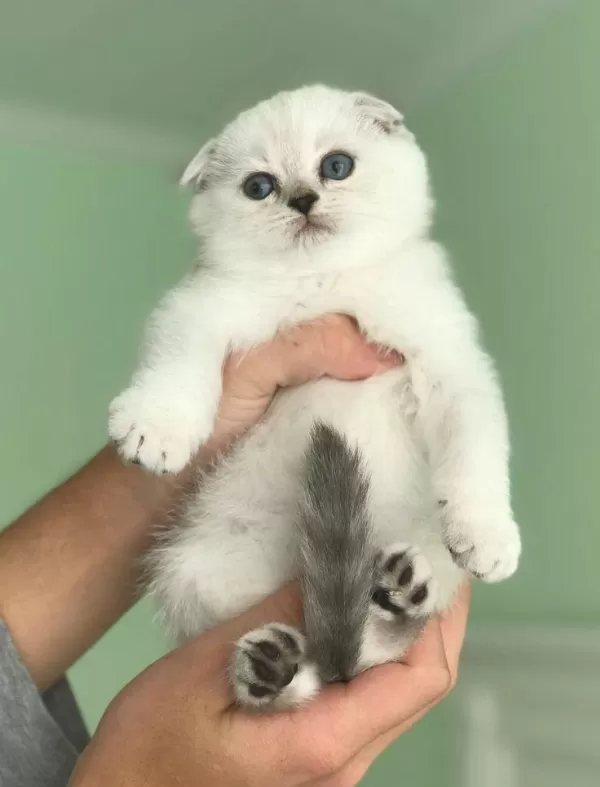 Scottish Fold Yavrularımız Canlı Görerek Alabilirsiniz