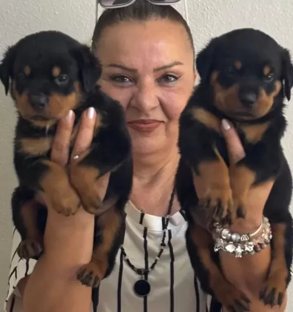 Kaca Kafa İri Cüsseli Rottweiler Yavrularımız