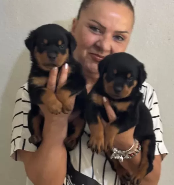 Kaca Kafa İri Cüsseli Rottweiler Yavrularımız
