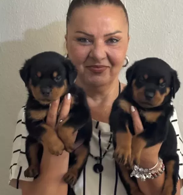 Kaca Kafa İri Cüsseli Rottweiler Yavrularımız