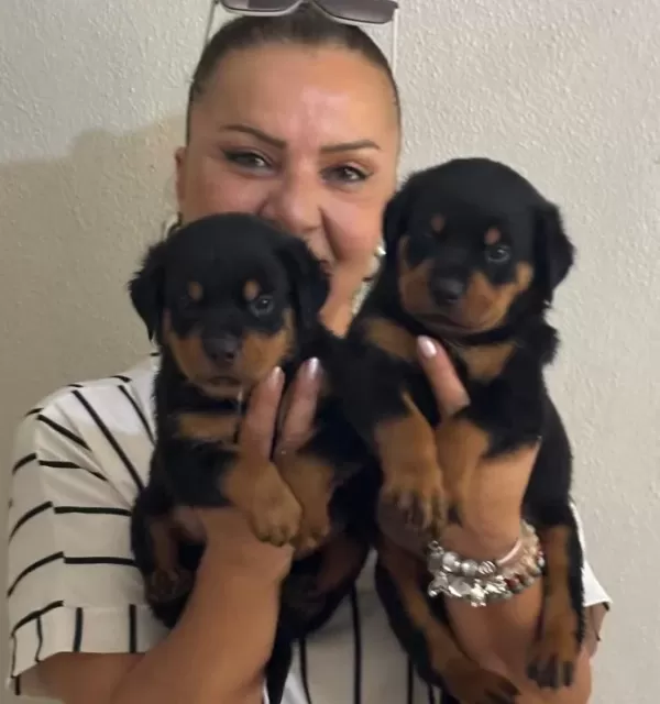 Kaca Kafa İri Cüsseli Rottweiler Yavrularımız