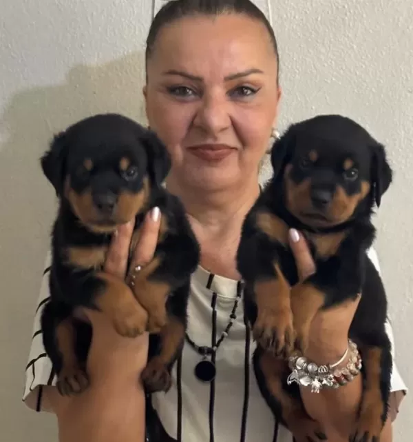 Kaca Kafa İri Cüsseli Rottweiler Yavrularımız