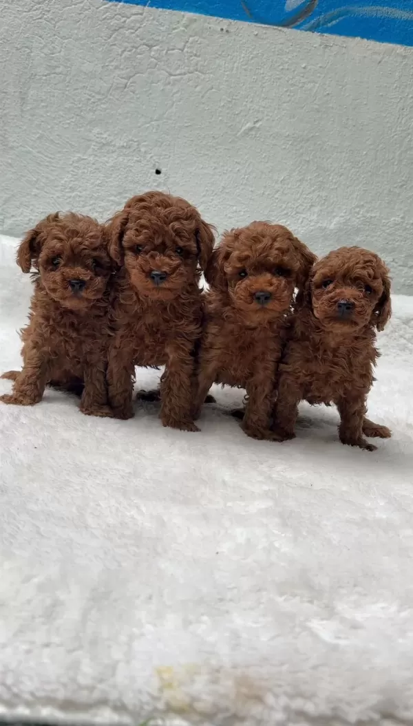 Kalite Ve Sağliğin Ön Planda Olduğu Toy Poodle Bebekler