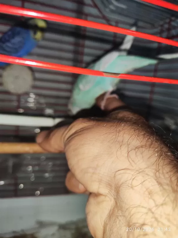 Ele Alişik Takim Muhabbet Kuşlar Kafesli Malzemeli