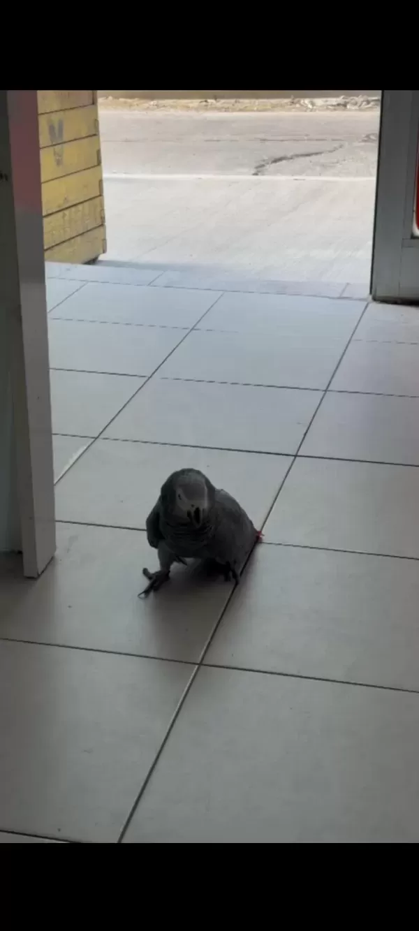 Jako Papağani Alişkin