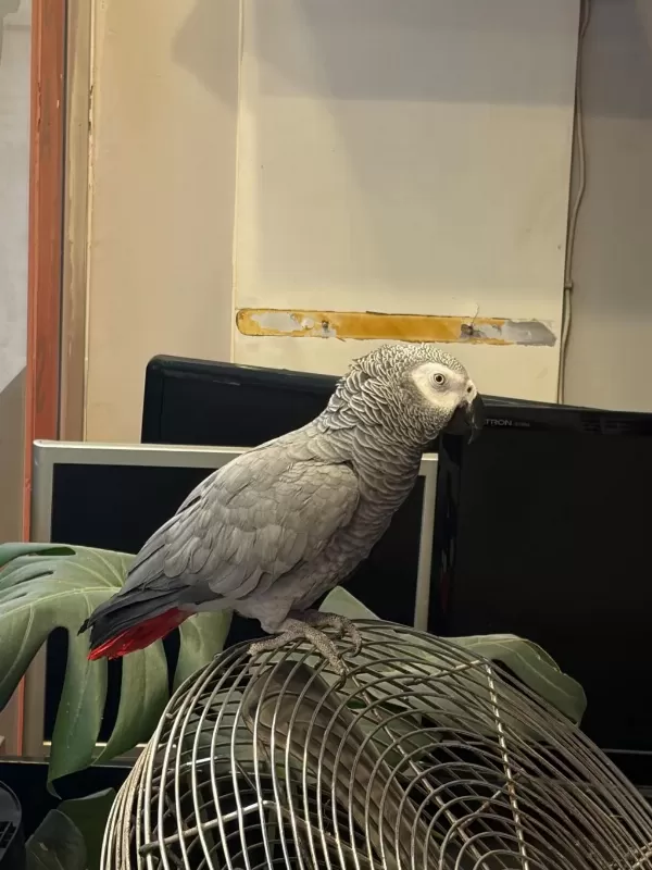 Jako Papağani Alişkin