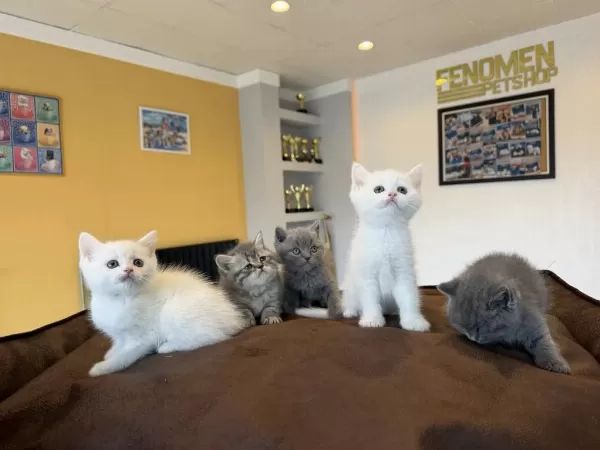 Renk Renk British Shorthair Yavrularimiz Fenomen Pet Ank