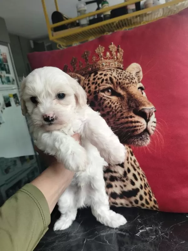 Ankaranın En Kaliteli Kore Maltipoo Yavruları