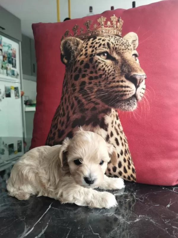 Ankaranın En Kaliteli Kore Maltipoo Yavruları