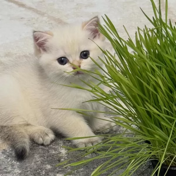 British Shorthair Yavrulari