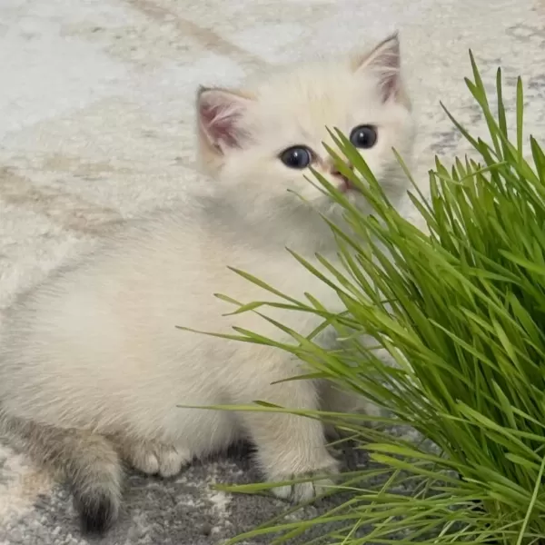 British Shorthair Yavrulari
