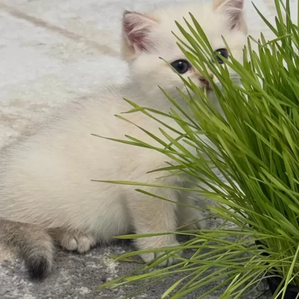 British Shorthair Yavrulari