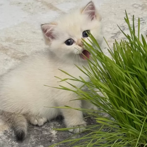 British Shorthair Yavrulari
