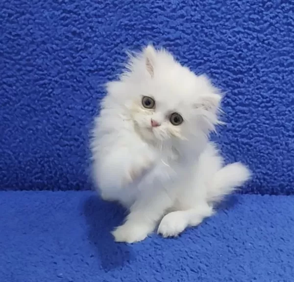 İstanbul İçi 7/24 Adrese Teslim Longhair British Ponçik