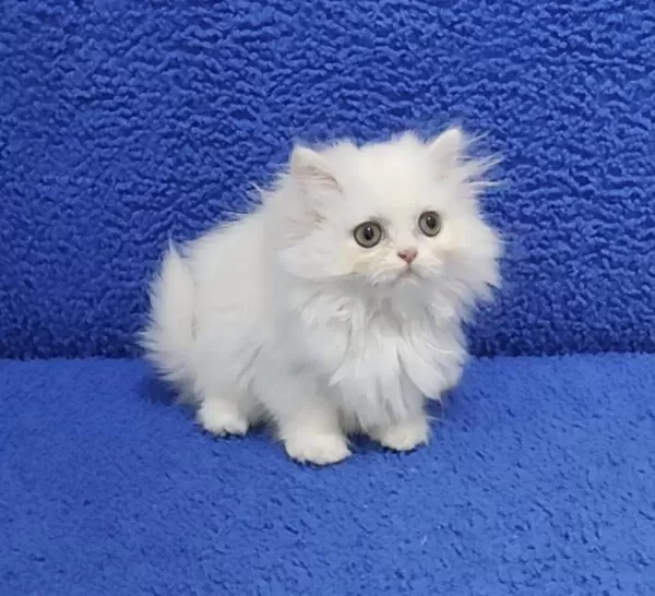 İstanbul İçi 7/24 Adrese Teslim Longhair British Ponçik