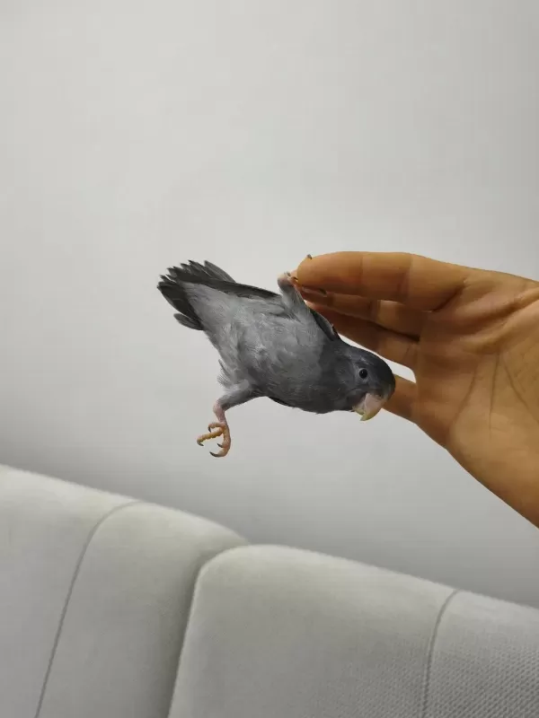 Yavru Dişi Forpus Papağanı