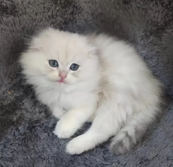 İstanbul İçi 7/24 Adrese Teslim Scottish Fold Longhair