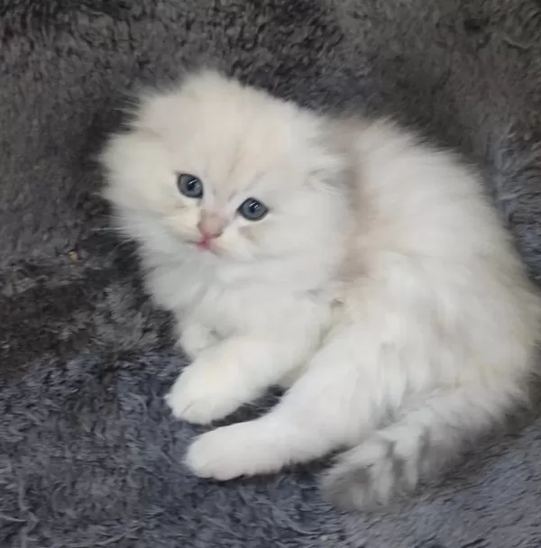 İstanbul İçi 7/24 Adrese Teslim Scottish Fold Longhair