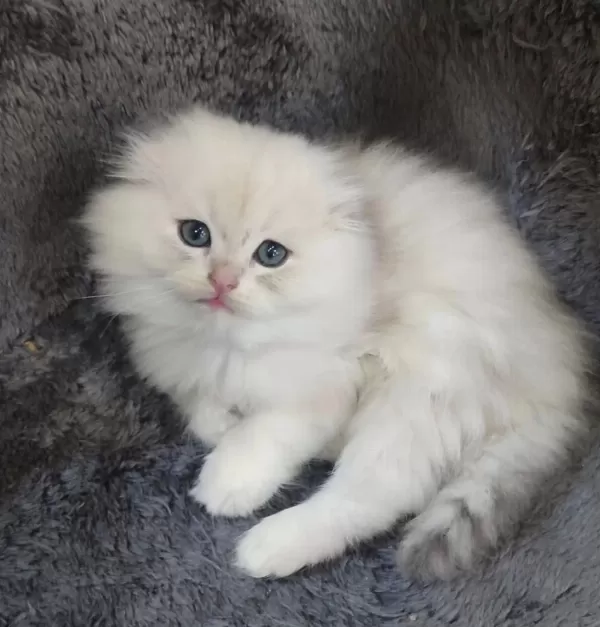 İstanbul İçi 7/24 Adrese Teslim Scottish Fold Longhair