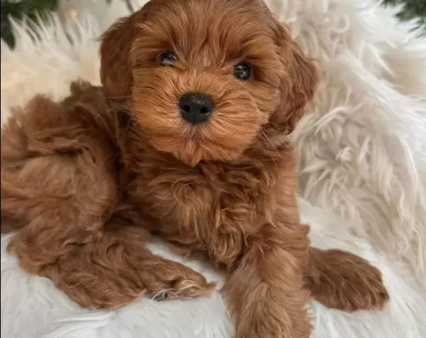 Bebek Yüzlü Maltipoo Yavruları