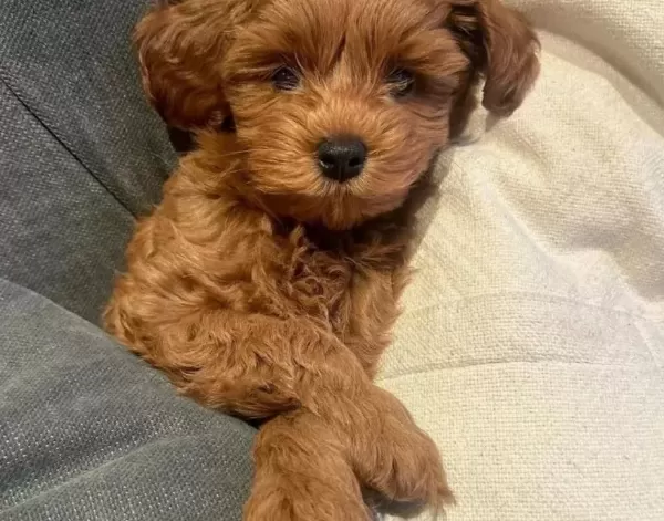 Bebek Yüzlü Maltipoo Yavruları