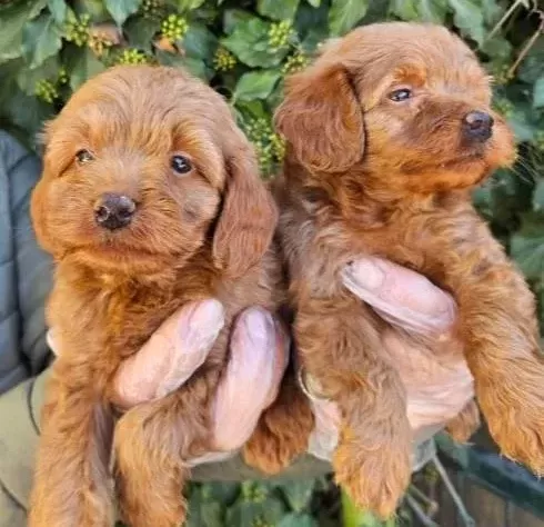 Bebek Yüzlü Maltipoo Yavruları