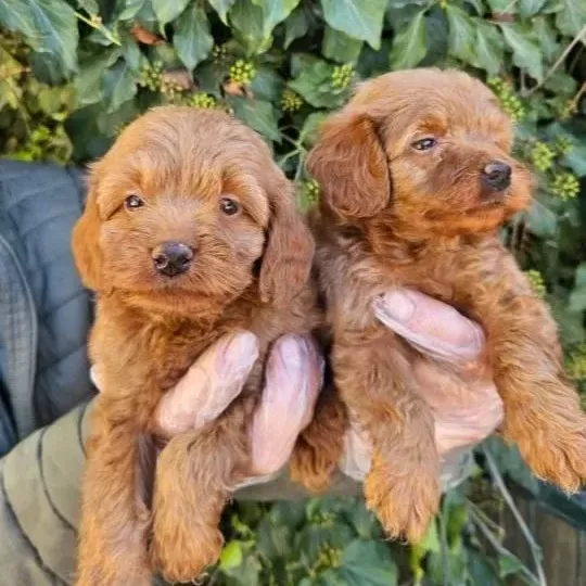 Bebek Yüzlü Maltipoo Yavruları