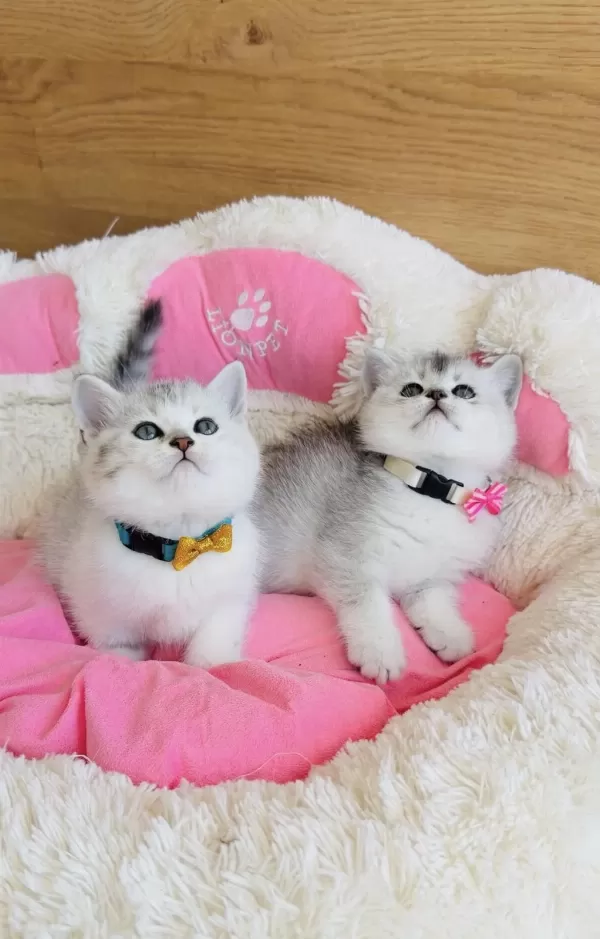 Özel Bulunan Bicolor Silver Scotısh Bebekleirm