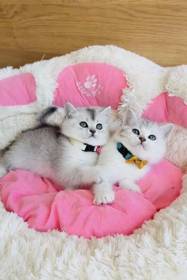Özel Bulunan Bicolor Silver Scotısh Bebekleirm
