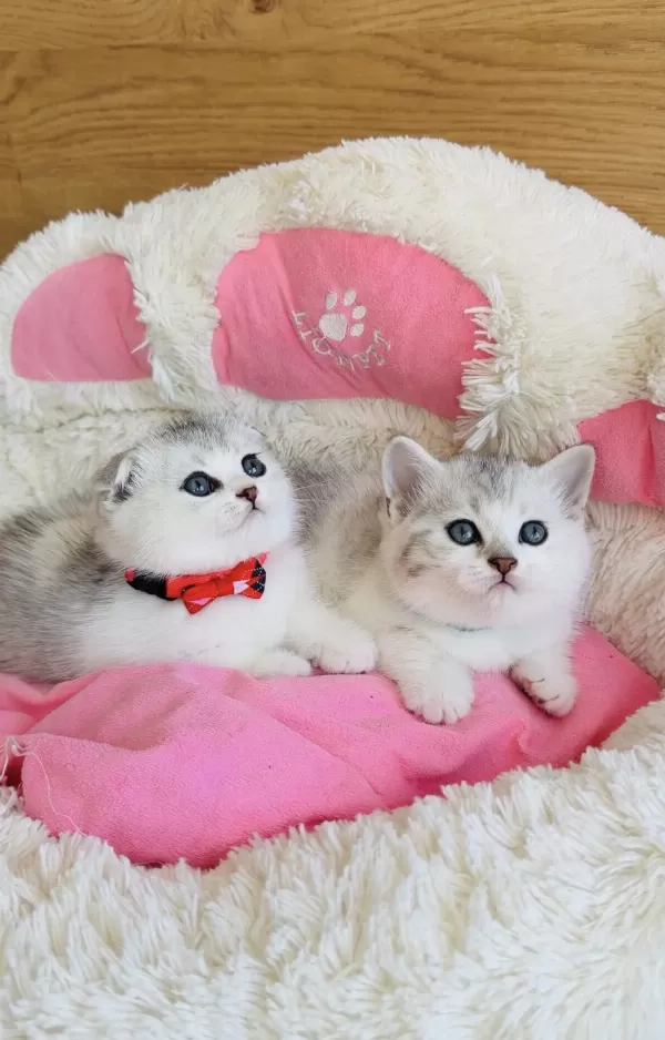 Özel Bulunan Bicolor Silver Scotısh Bebekleirm