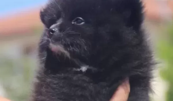 Black Bebekler Hazır
