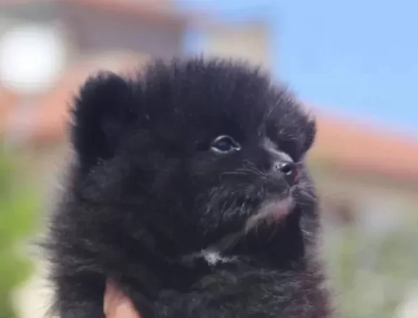 Black Bebekler Hazır