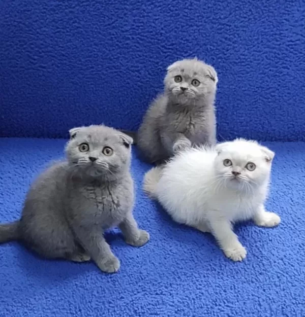 İstanbul İçi 7/24 Adrese Teslim Scottish Fold Ponçikler