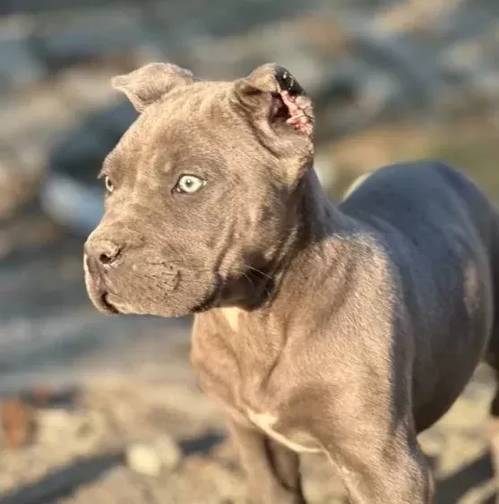 A Kali Te Cane Corsa