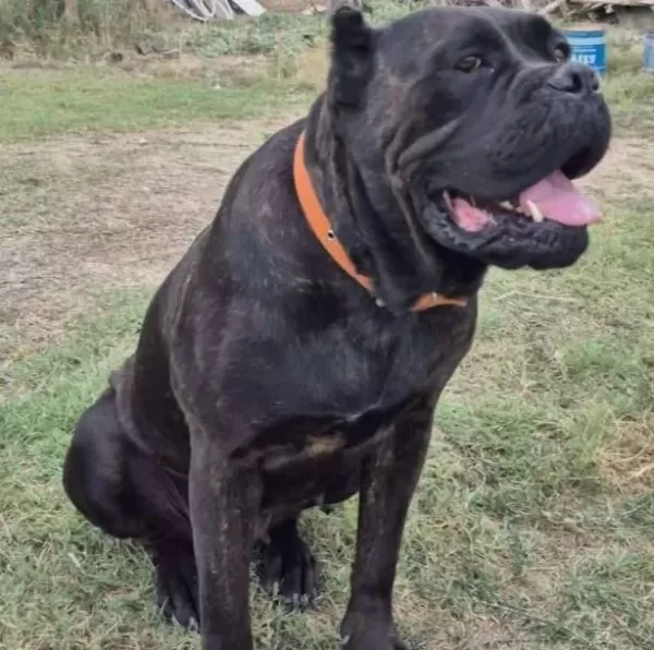 A Kali Te Cane Corsa