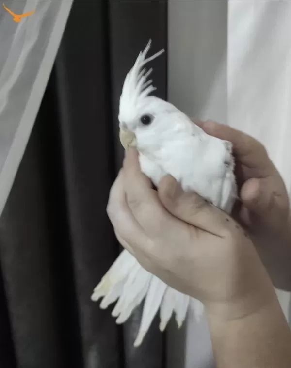 Sultan Papağanı Albino Kırmızı Göz