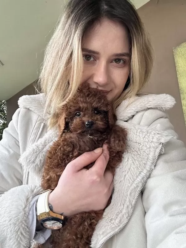 12 Yıllık Üreticiden Toy Poodle Yavruları