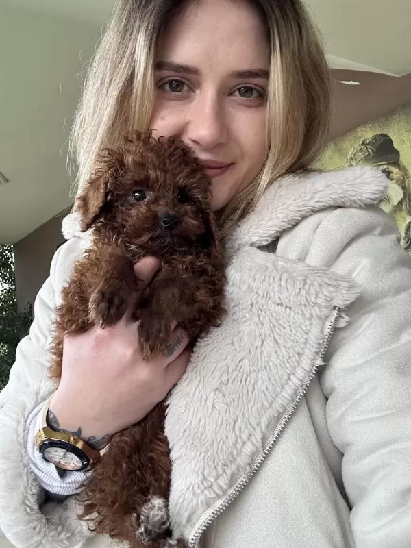 12 Yıllık Üreticiden Toy Poodle Yavruları