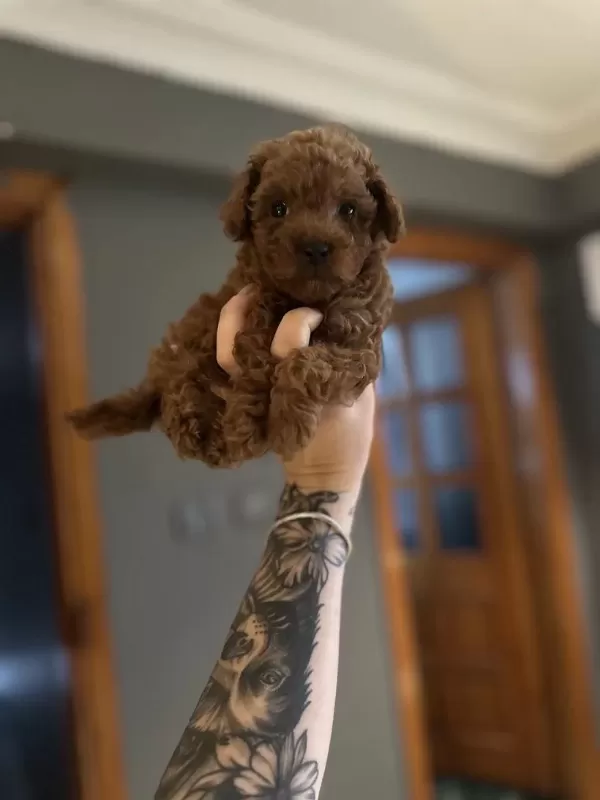 12 Yıllık Üreticiden Toy Poodle Yavruları