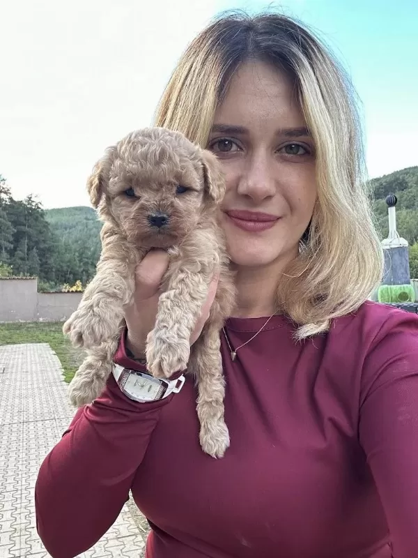 12 Yıllık Üreticiden Toy Poodle Yavruları
