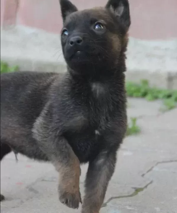 Üst Düzey Belçikalarımız Hazır