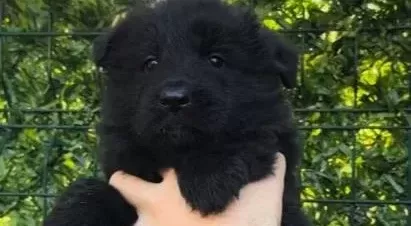 Siyah Alman Kurdu Yavruları