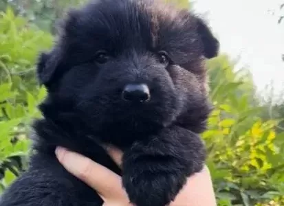 Siyah Alman Kurdu Yavruları