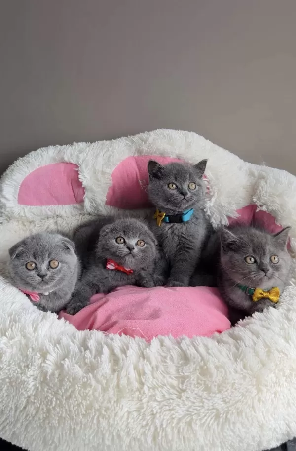 Ayı Suratlı Blue Scotısh Fold Bebeğim