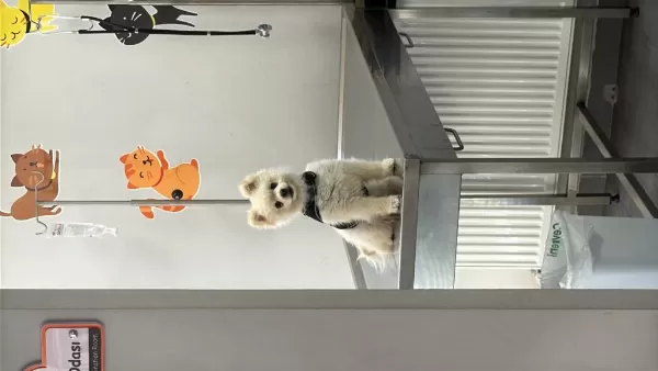 Pomeranian Oscar İçin Yeni Yuva