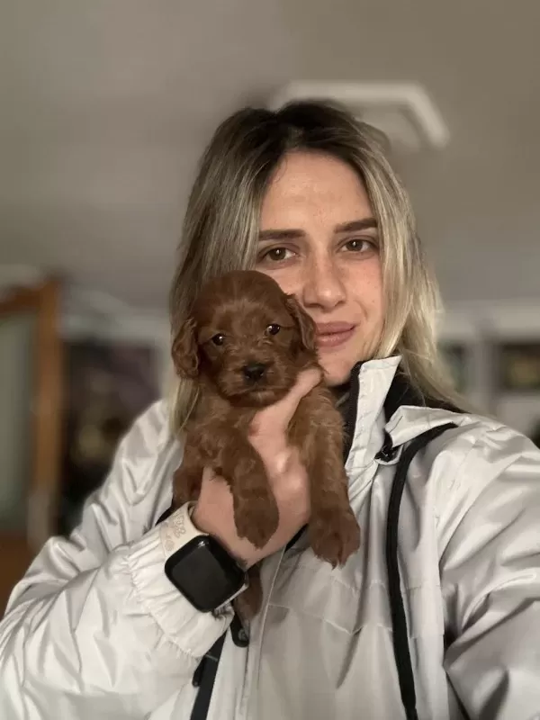 12 Yıllık Üreticiden Maltipoo Yavruları