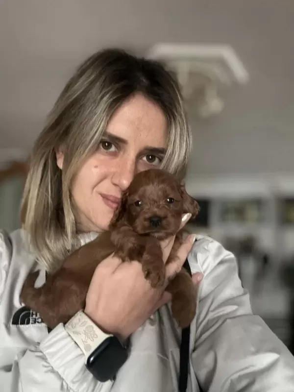 12 Yıllık Üreticiden Maltipoo Yavruları