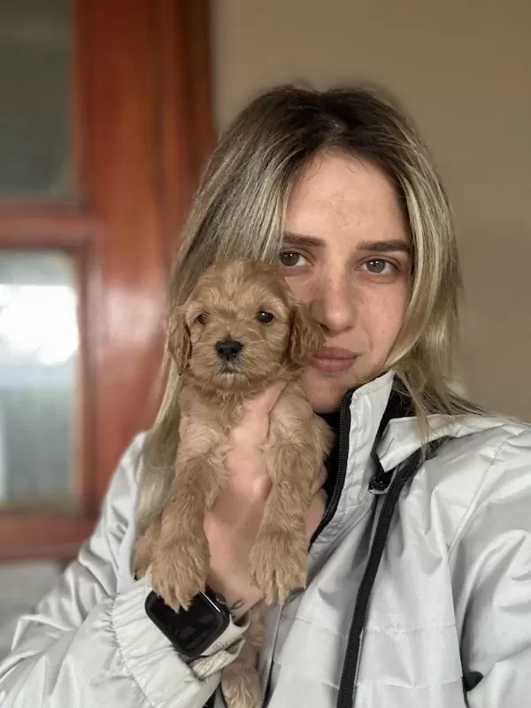 12 Yıllık Üreticiden Maltipoo Yavruları